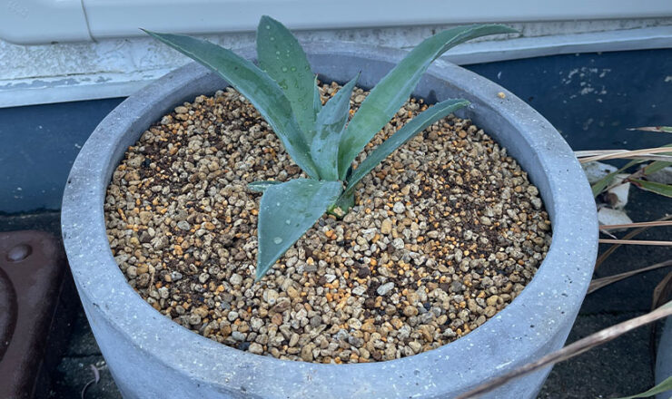 リュウゼツラン